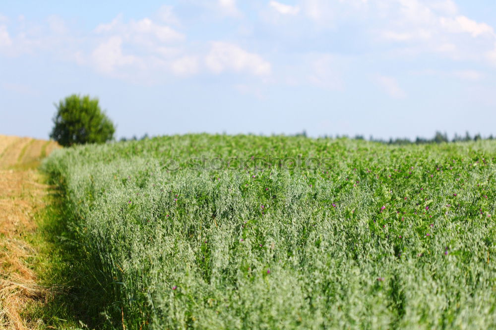 Similar – Image, Stock Photo freedom 4 Grass Green Sky