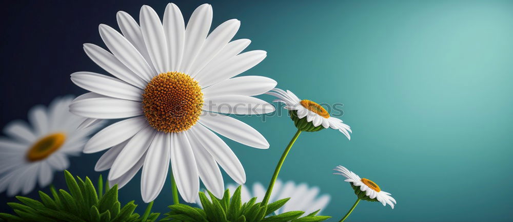 Similar – Image, Stock Photo Zipper Daisy Flower