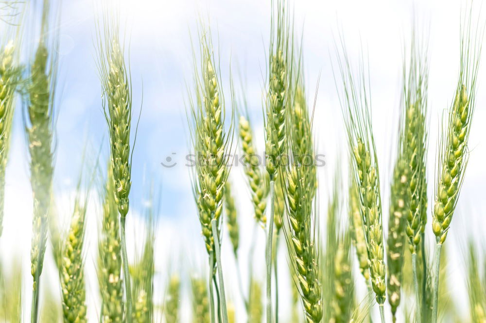 Similar – Image, Stock Photo twins Twin 2 Field Wheat