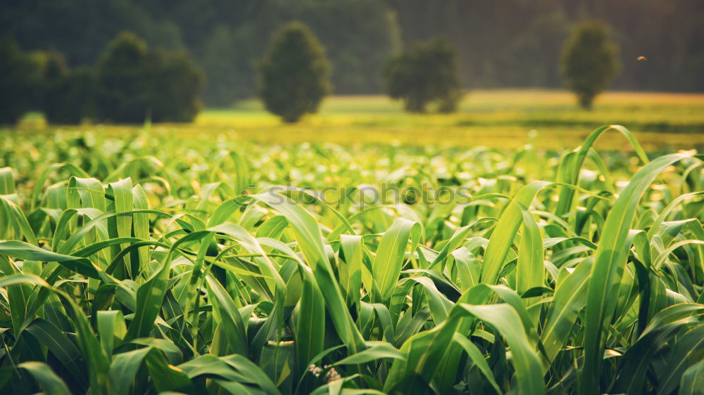 Similar – Image, Stock Photo Leaf spinach fresh from the field ripe for harvesting