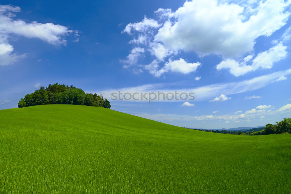 Similar – La Colza V Canola Plant