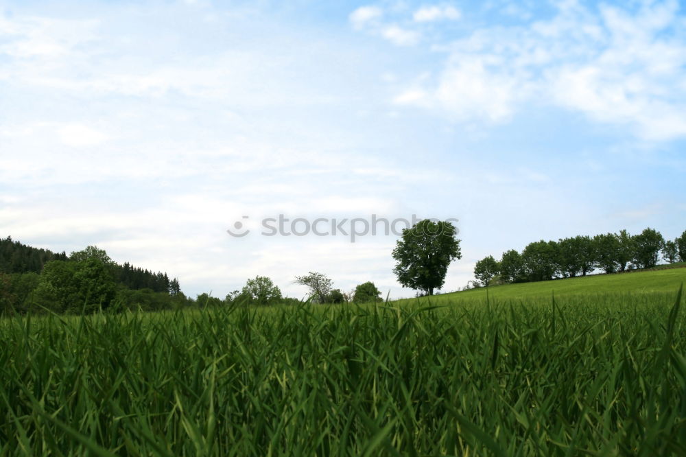 Similar – Image, Stock Photo Golf course photo shooting