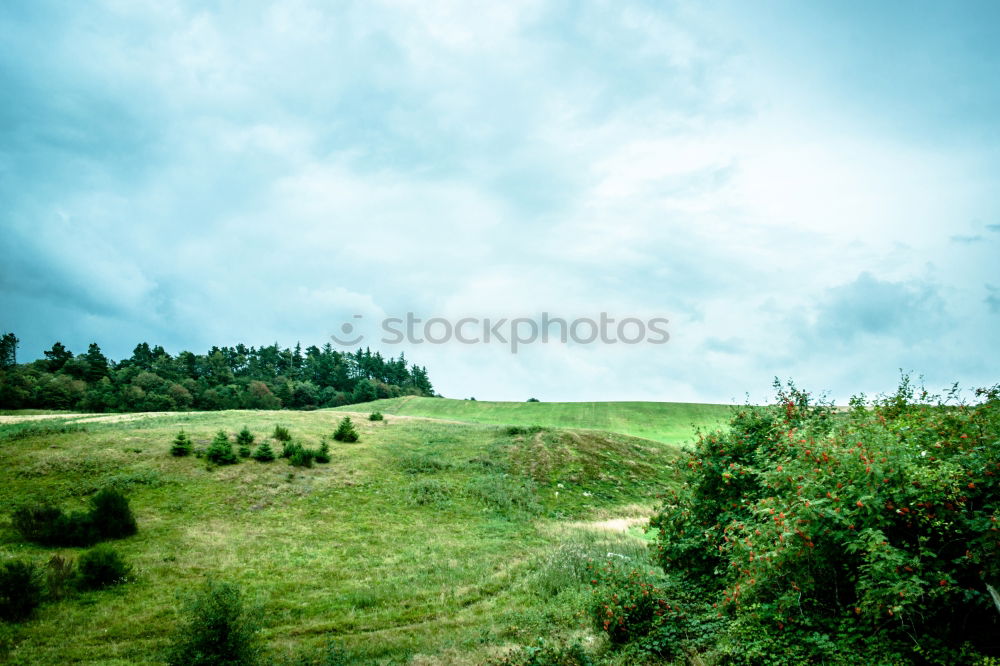 Similar – Image, Stock Photo Horses in the evening