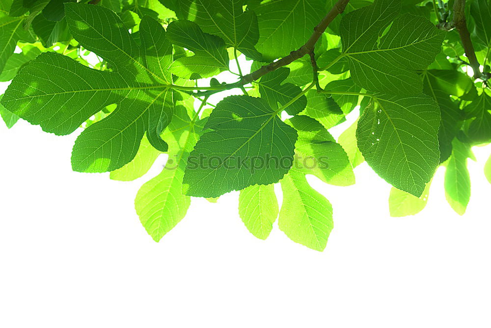 Similar – Image, Stock Photo Ginkgo 3 Nature Spring