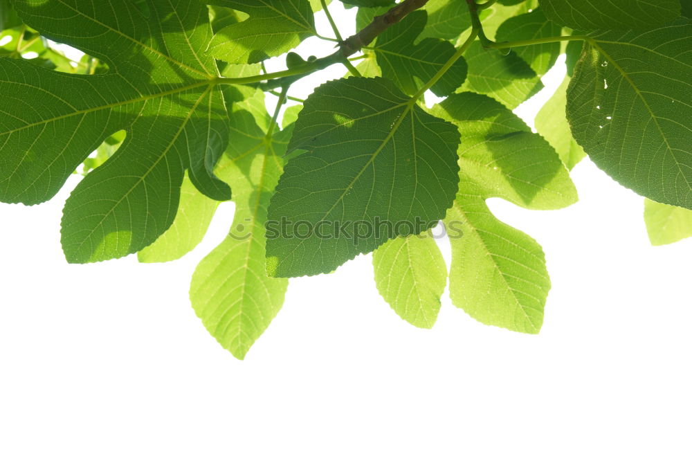 Image, Stock Photo Ginkgo 3 Nature Spring