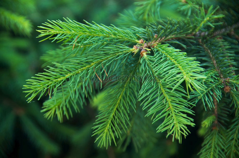 Similar – Image, Stock Photo needles Plant Growth