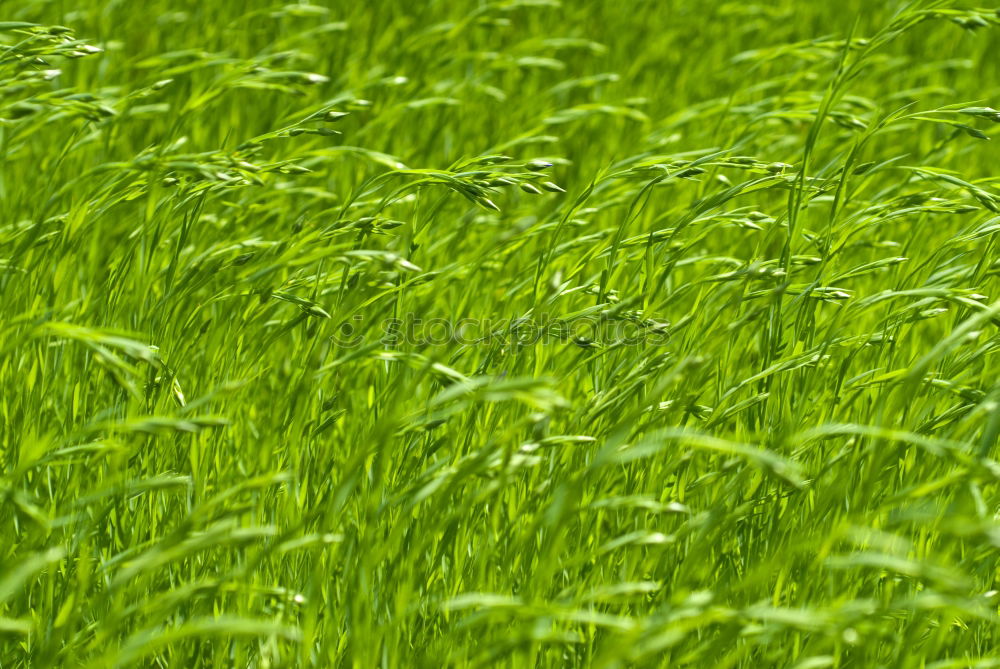 Similar – Image, Stock Photo lonesome poppy Patch