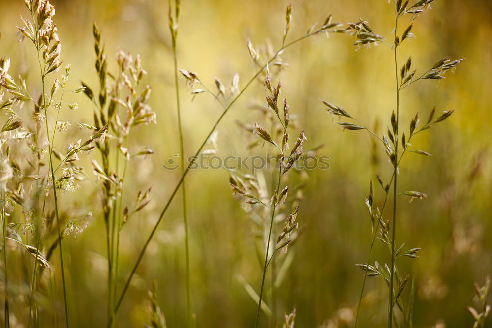 Similar – gold Plant Sunlight Spring