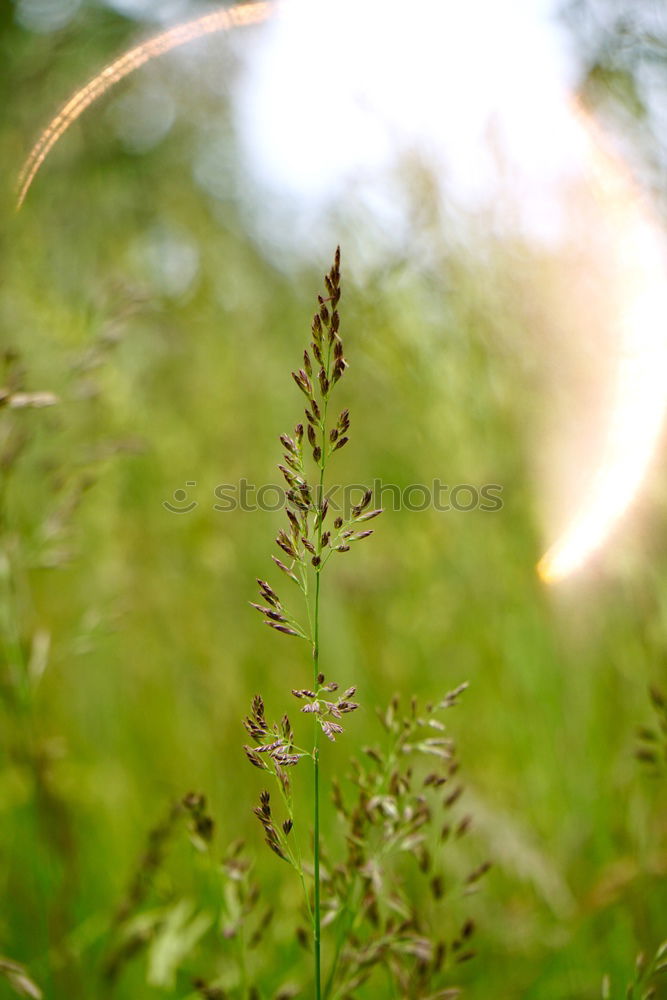 Similar – Flowers and Rust gelb