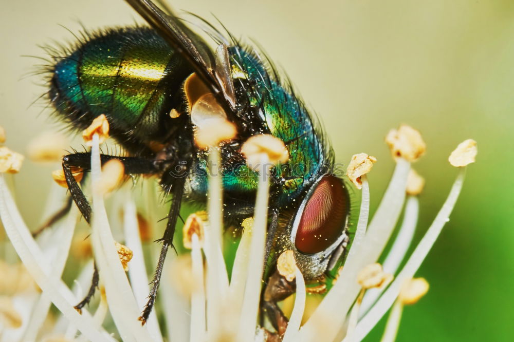 Similar – Käfer Ernährung Blüte Tier