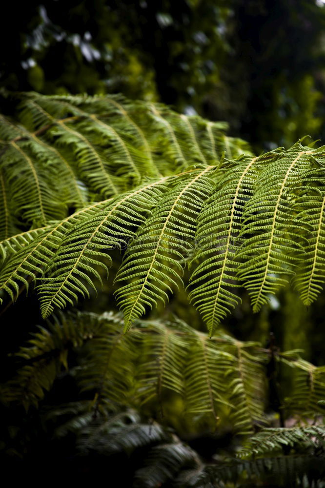 Similar – Image, Stock Photo frond Fern Environment