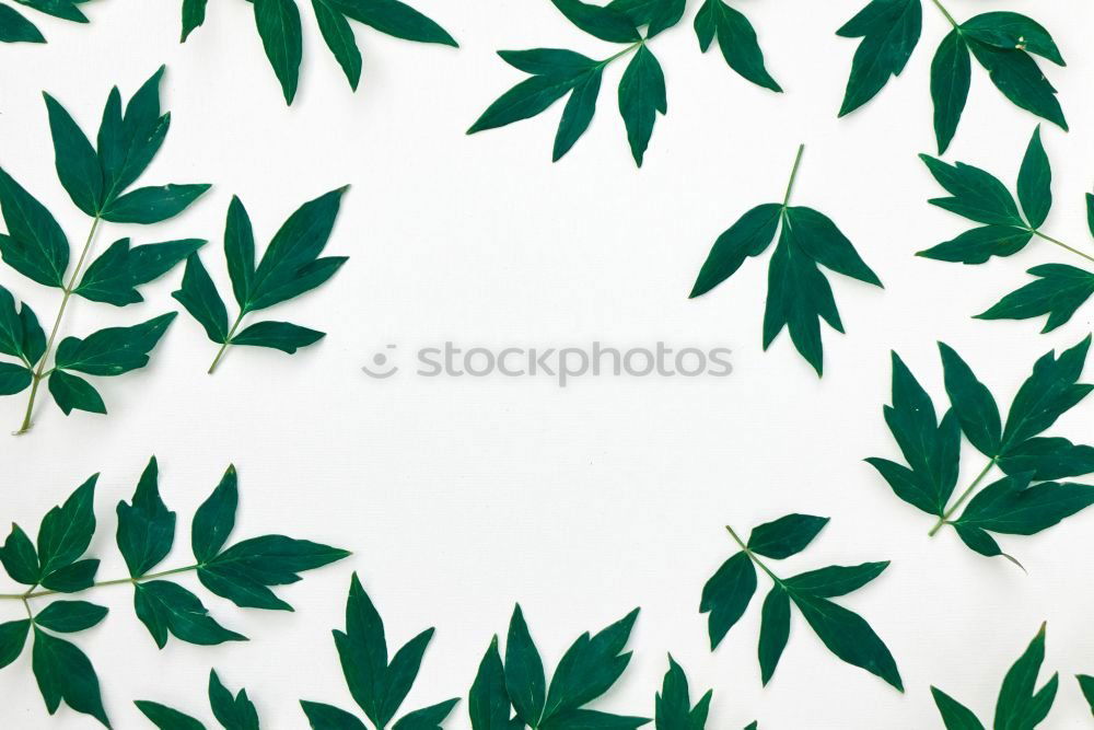 Similar – Green tropical palm leaves