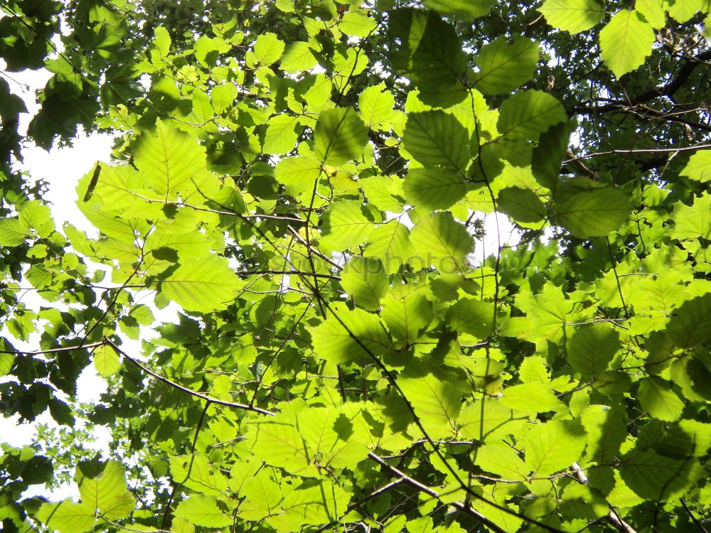 Similar – Im Garten Eden II Baum