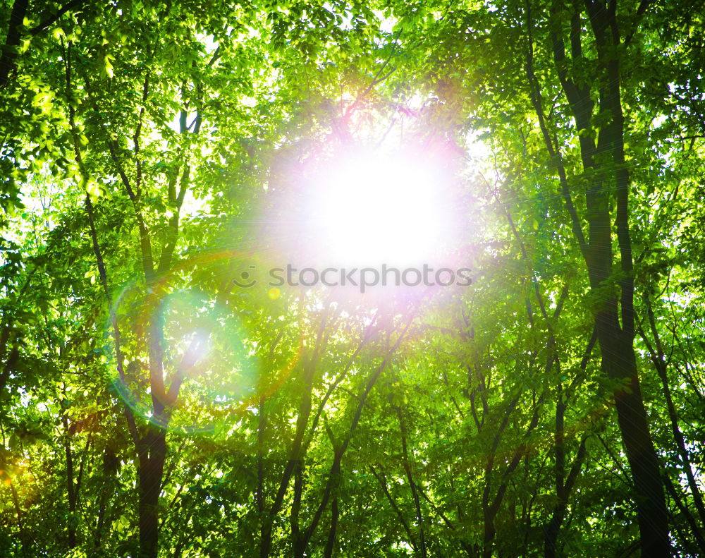 Similar – walnut leaves Nature Plant