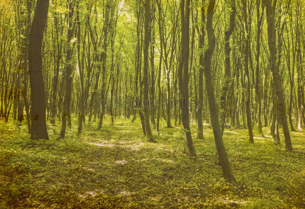 Similar – Ghost forest in Nienhagen