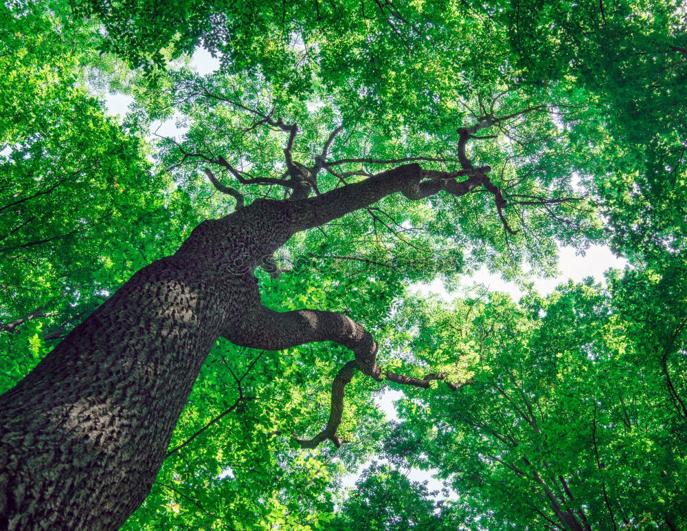 upside down Umwelt Natur