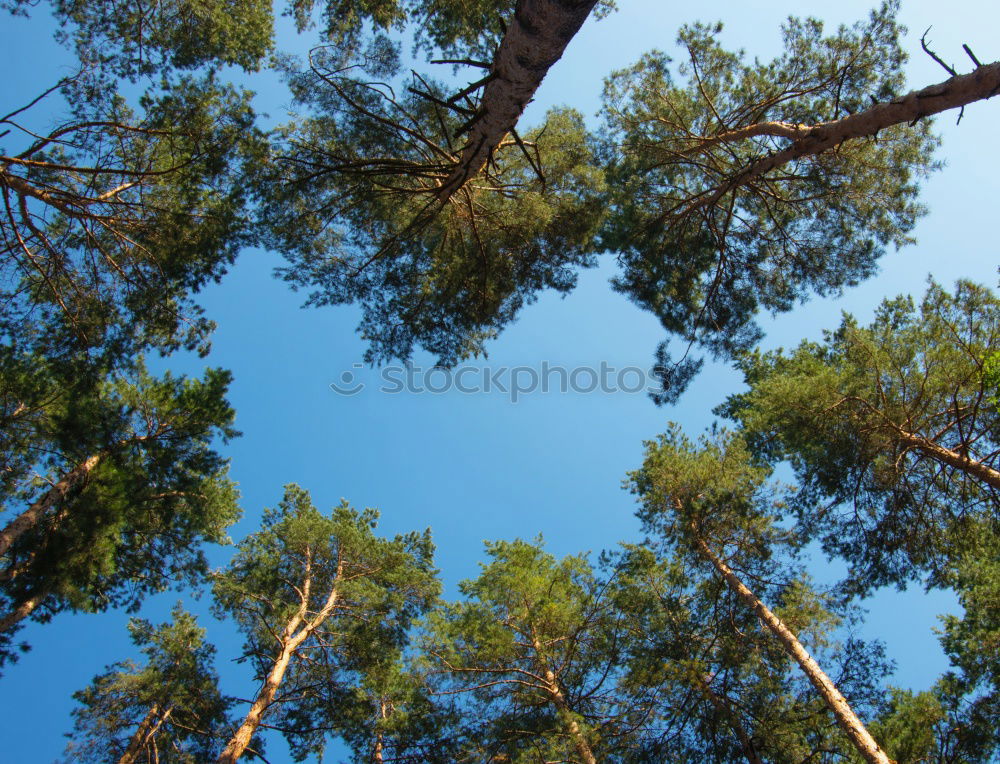 Similar – pine forest Environment