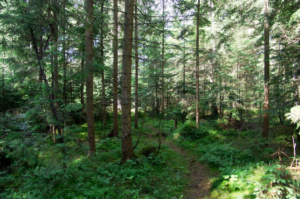 Similar – Image, Stock Photo mountain forest Forest