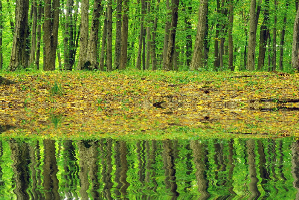 Similar – puddle Summer Weather Pond