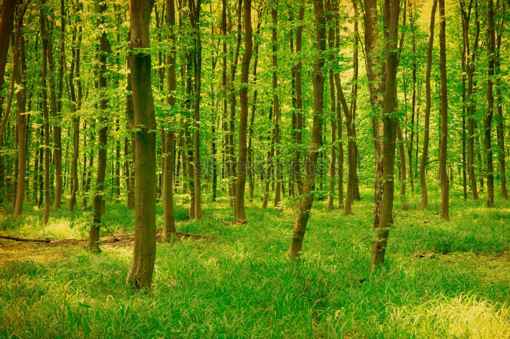 Similar – Ghost forest in Nienhagen