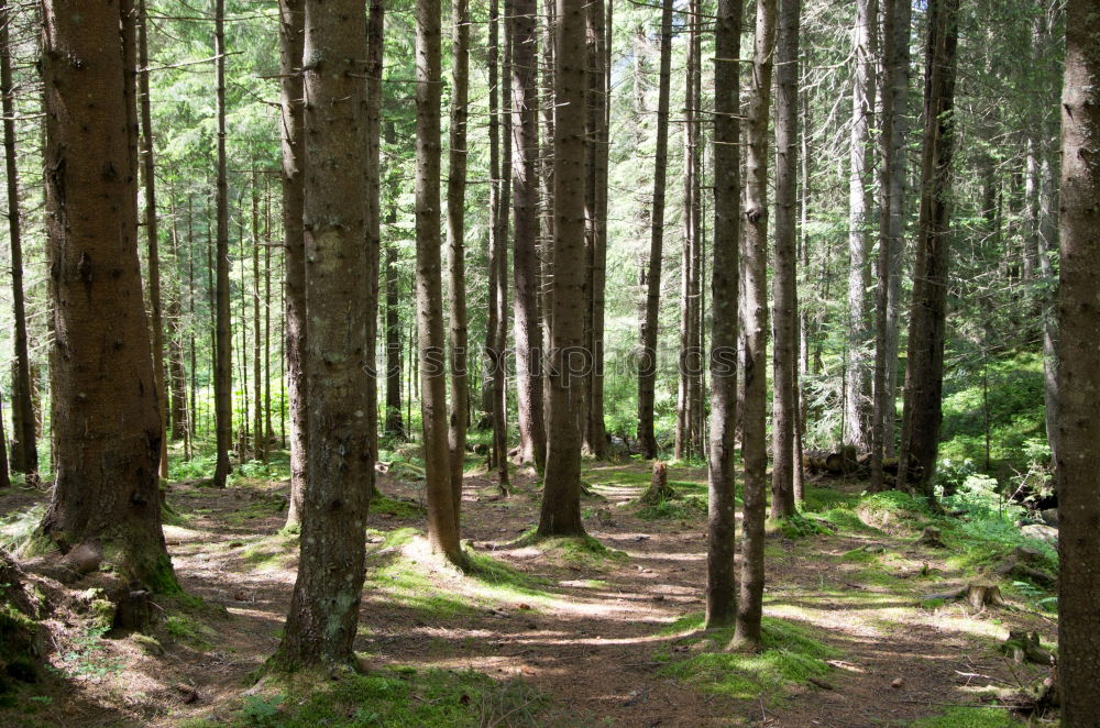 Similar – Image, Stock Photo A long way home through a springtime forest