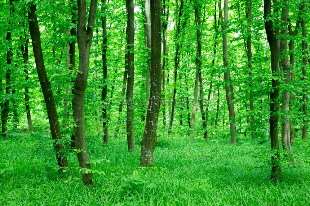 Similar – Frühling. Baum Blume Gras