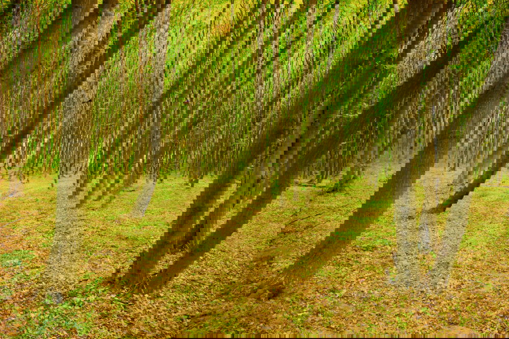 Similar – Image, Stock Photo How to call into the forest……