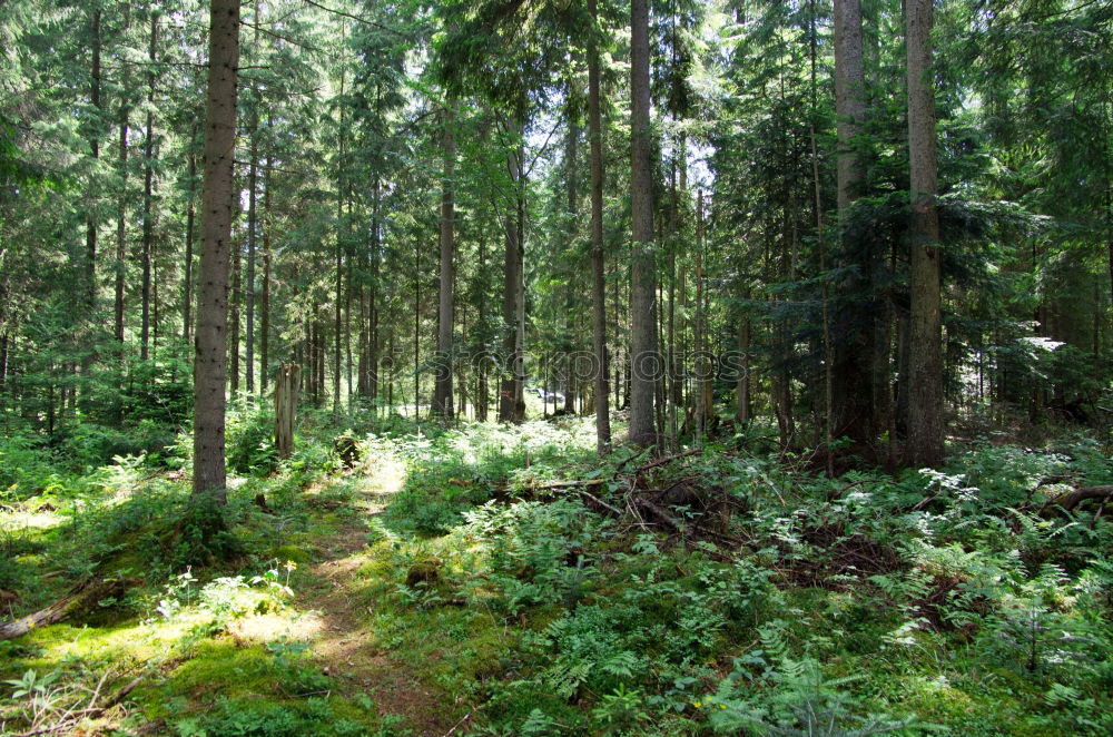 Similar – Image, Stock Photo mountain forest Forest