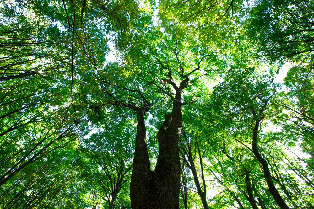 up the tree Tree trunk