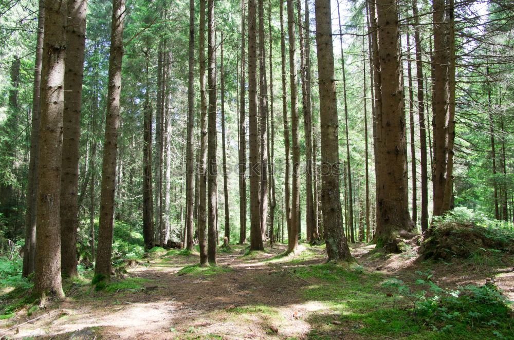 Similar – Image, Stock Photo mountain forest Forest