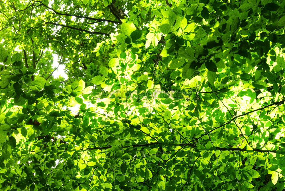 Green tinsel Nature Plant