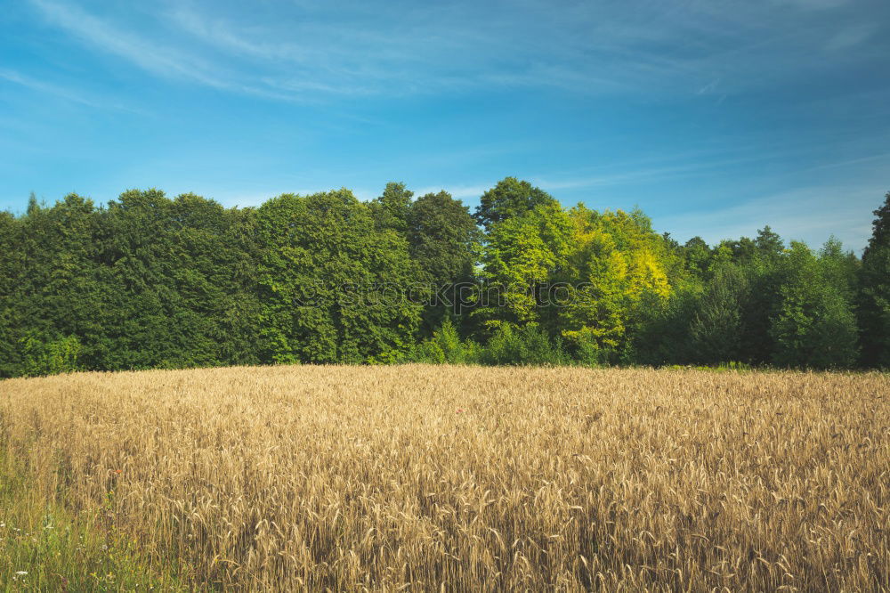 Similar – Image, Stock Photo Dirt Road in canola Flowering Field, spring sunrise.