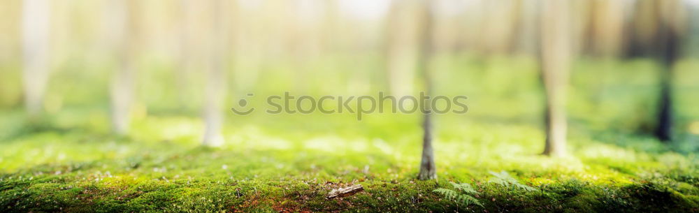 Similar – Image, Stock Photo Wide country, wide aperture