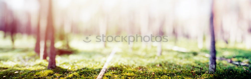 Similar – Forest on the background of the sun’s rays in the spring