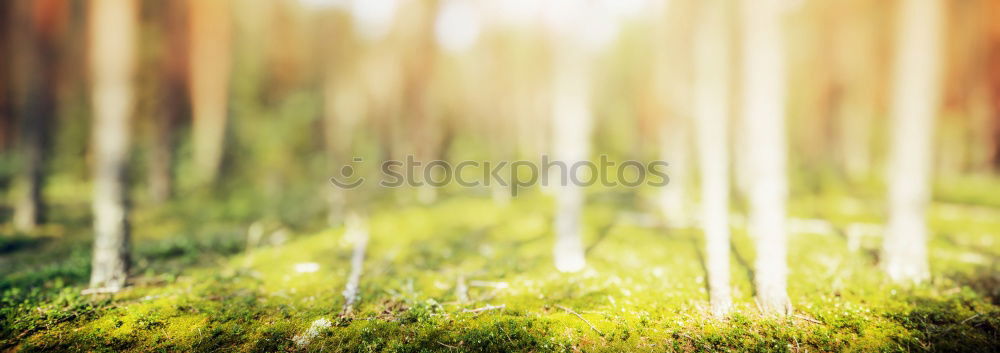 Similar – Gras Schilfrohr Gegenlicht