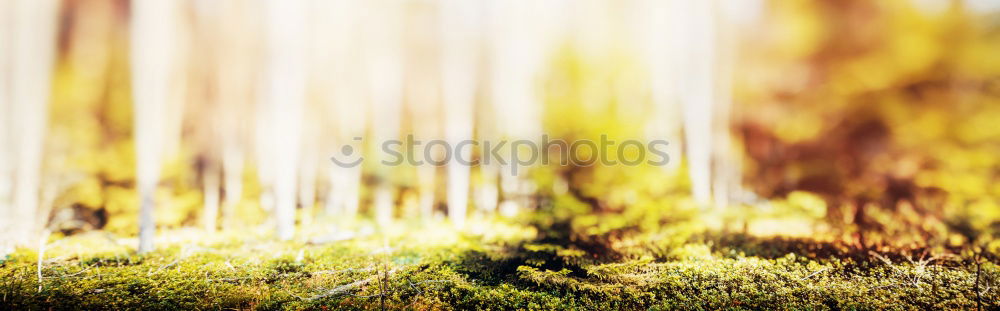 Similar – Image, Stock Photo wedding meets pankow Tree