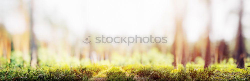 Similar – Image, Stock Photo Spider’s web in autumn against the light