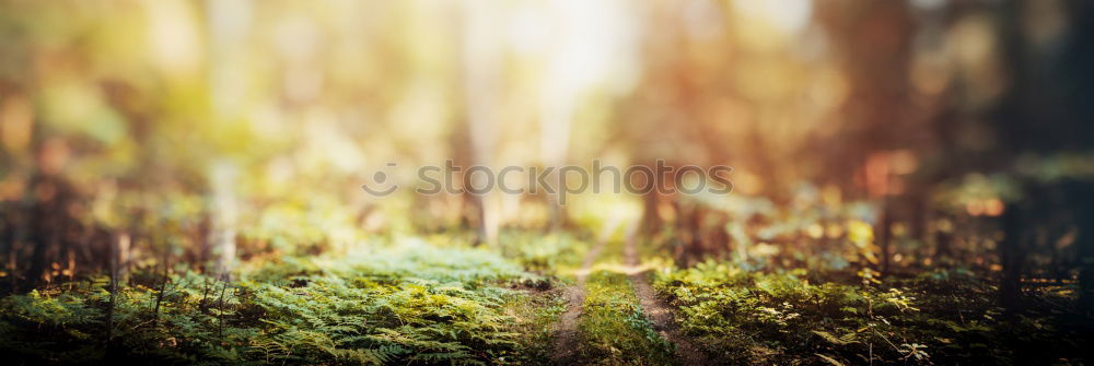 Similar – Image, Stock Photo Grass in a mysterious play of light