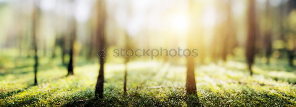 Similar – Forest on the background of the sun’s rays in the spring