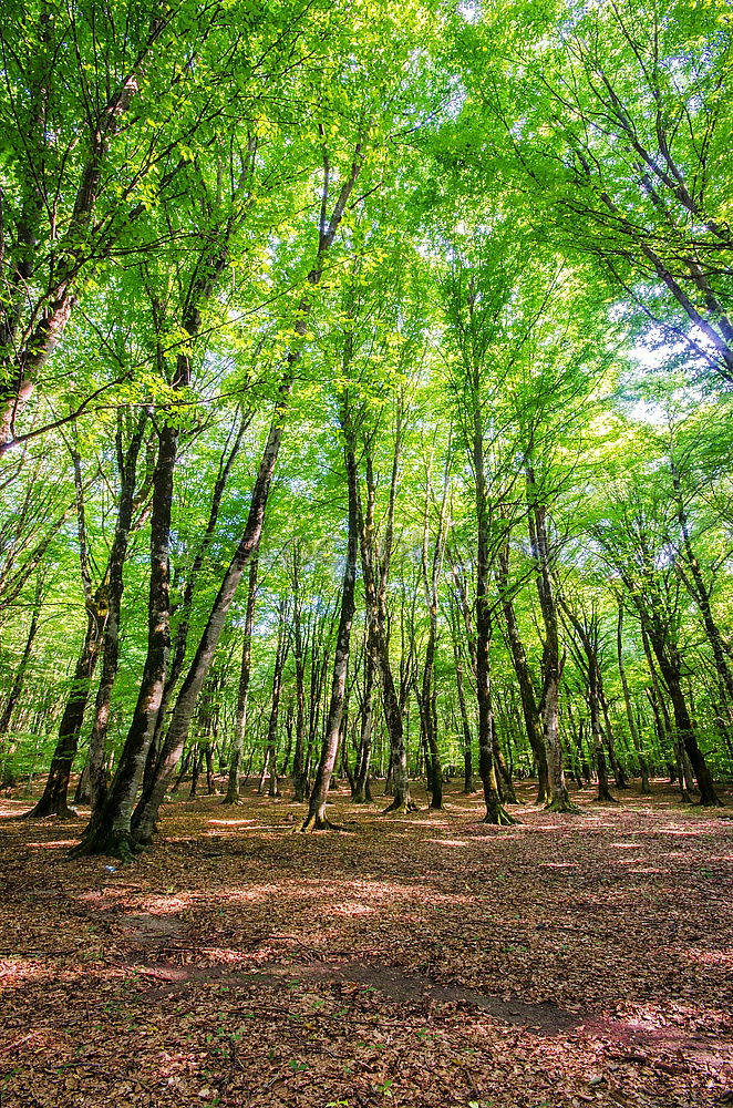 Similar – ghost forest Nature