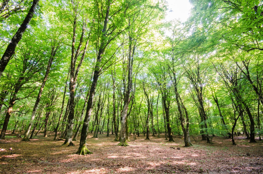 Similar – Herbstwald Umwelt Natur