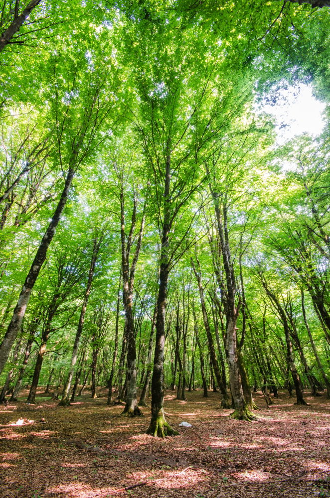 Similar – Herbstwald Umwelt Natur