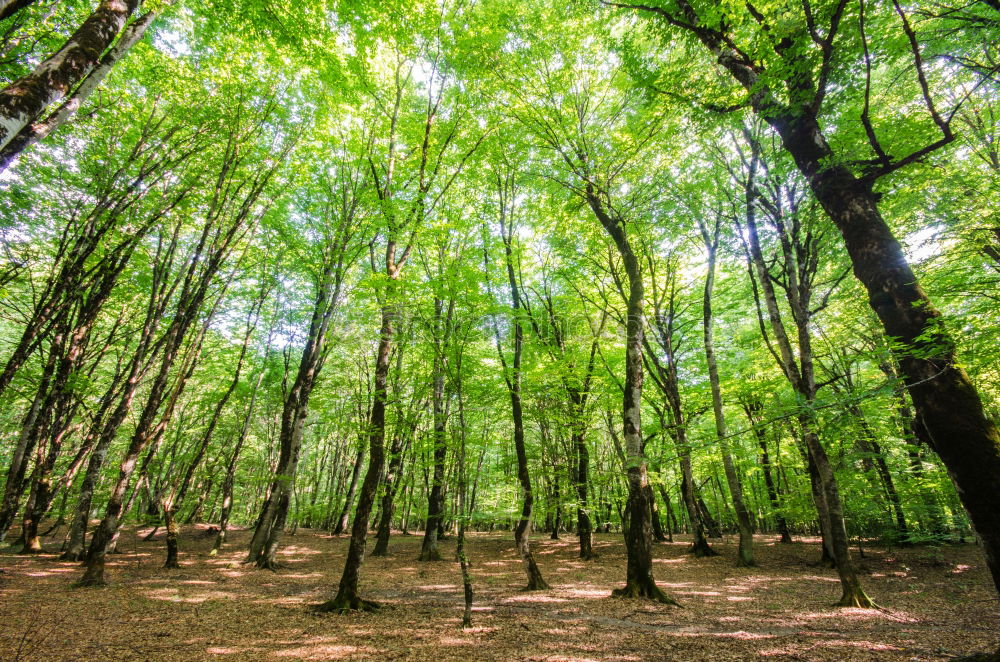 Similar – Herbstwald Umwelt Natur