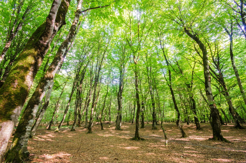 Similar – Herbstwald Umwelt Natur