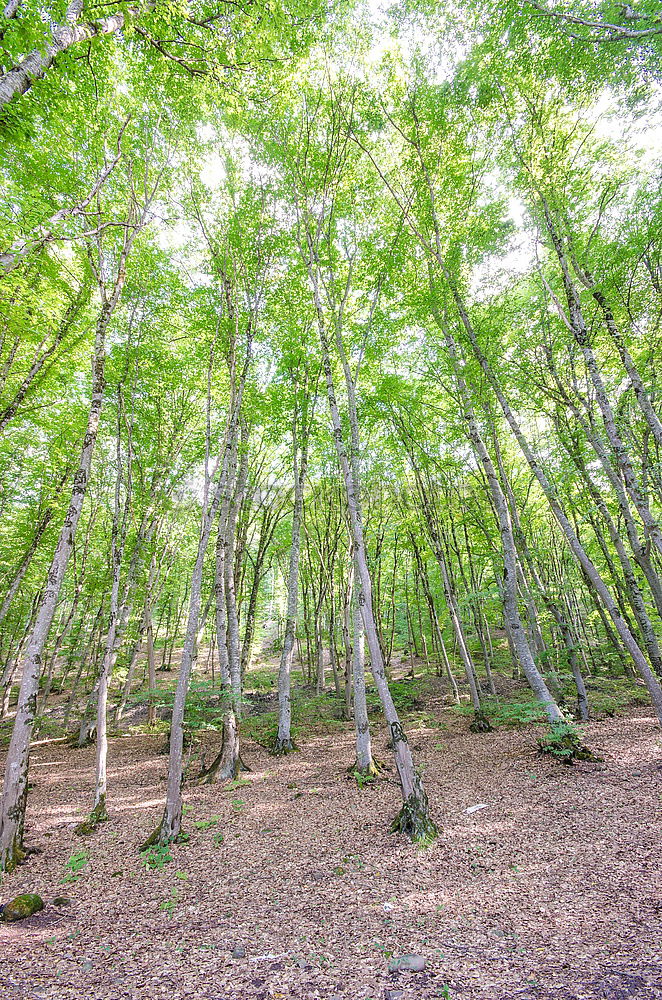 Similar – ghost forest Nature