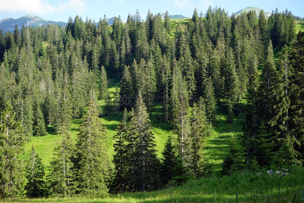 Similar – Horses in forest on green meadow