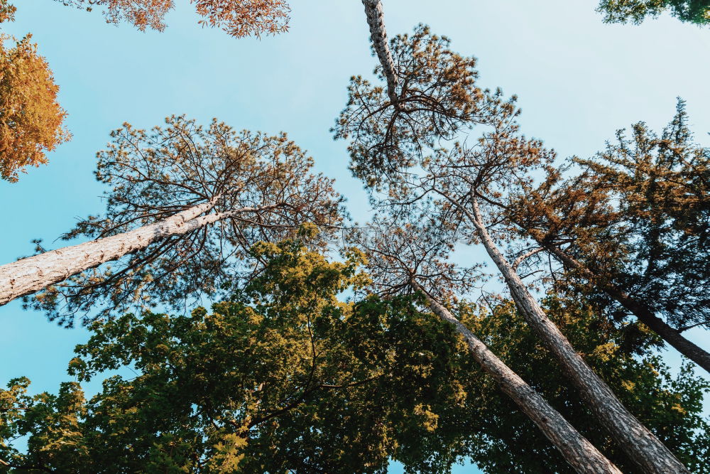 Similar – Tree tops seen from below