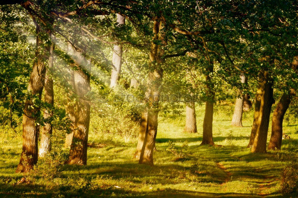 Shadows Summer Life Sunset