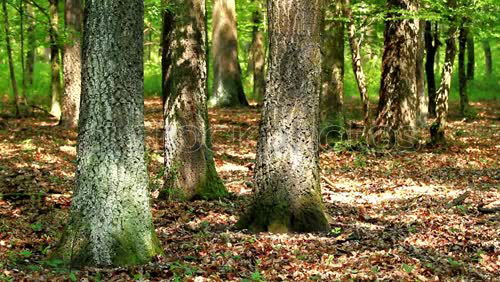 Similar – Image, Stock Photo autumn forest Environment