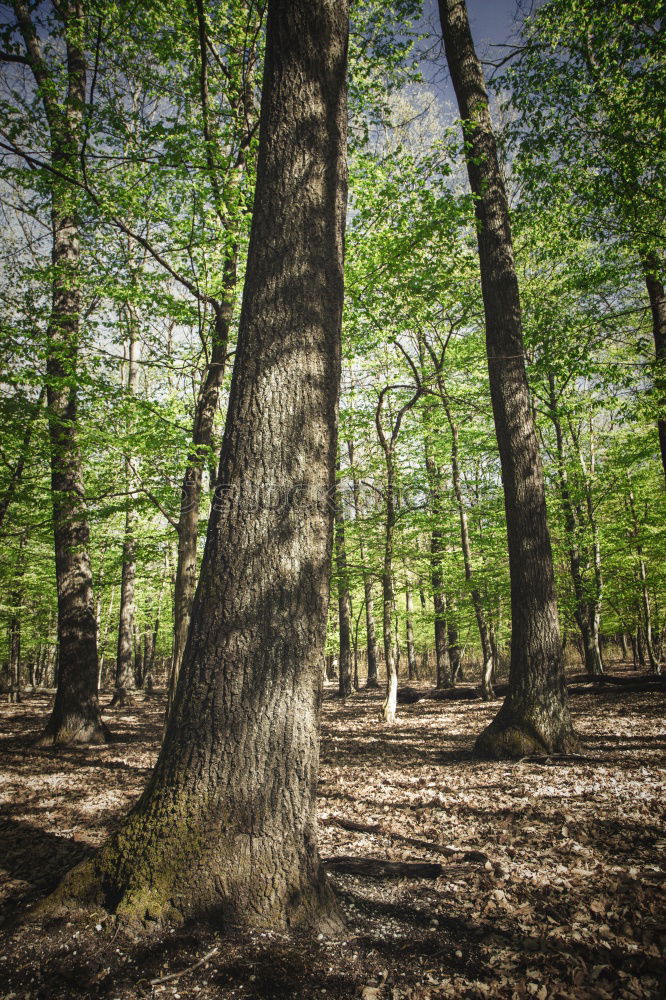 Similar – ghost forest Nature